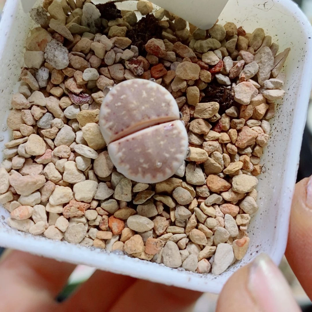 生石花花花花花花花62