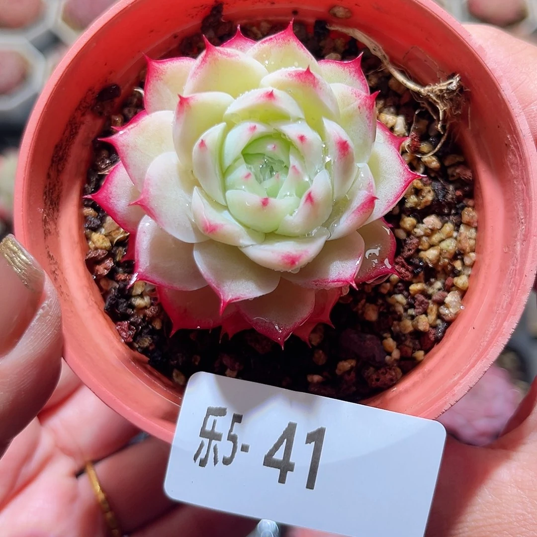 靜****）乐5-41 女王单头