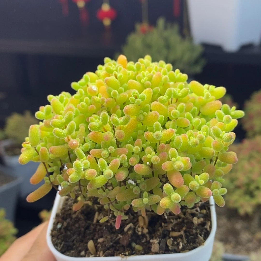 764号蜜橘糖球枝干多肉