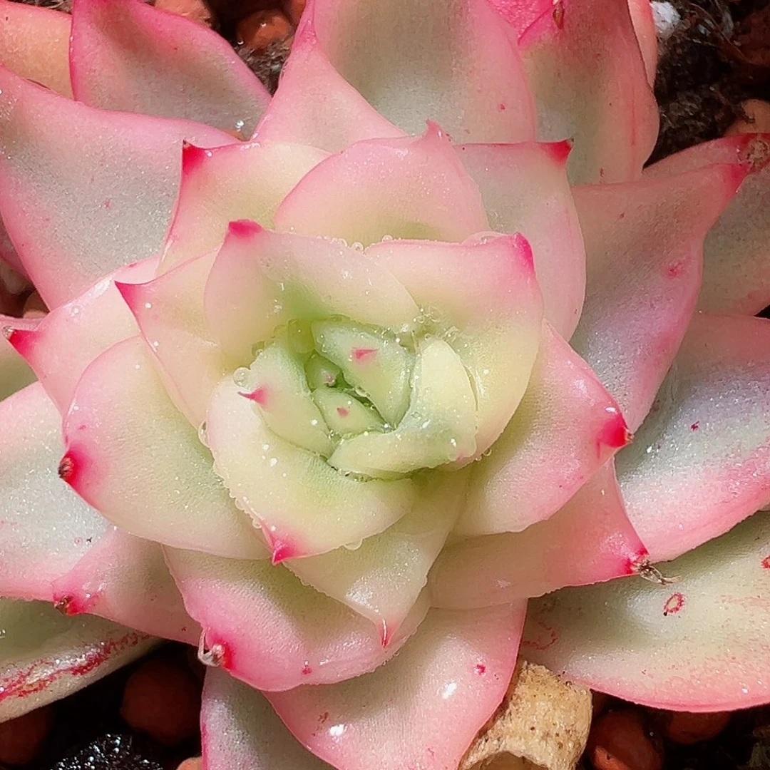 弗罗瑞安娜锦，多肉植物