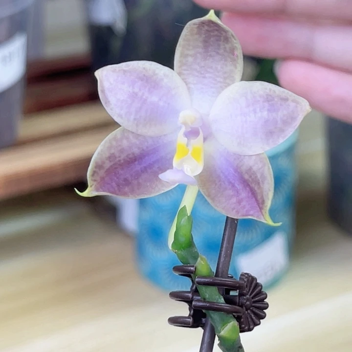 完全开放K2208-1590