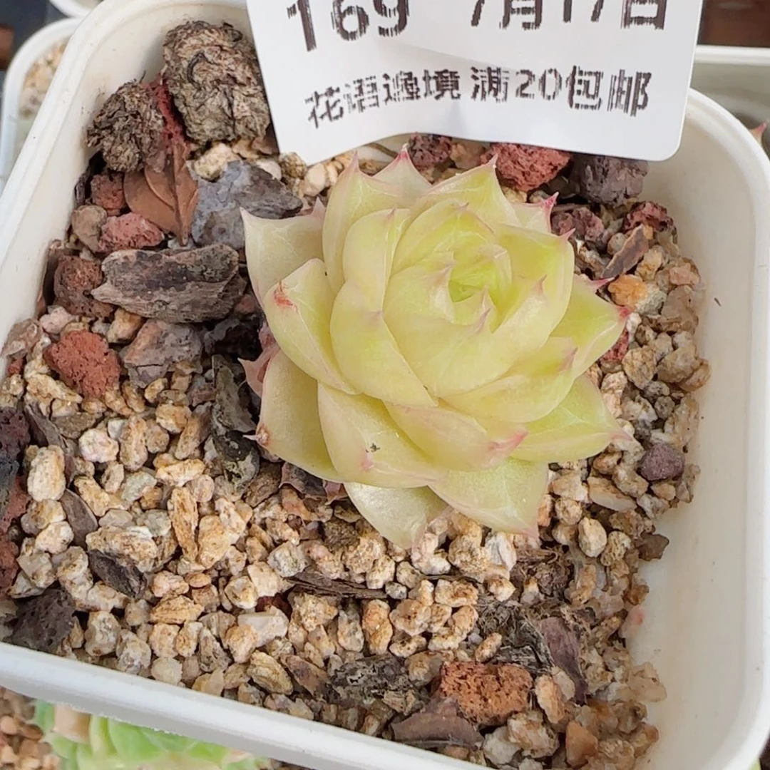 狗***板花语逸镜0717-169散