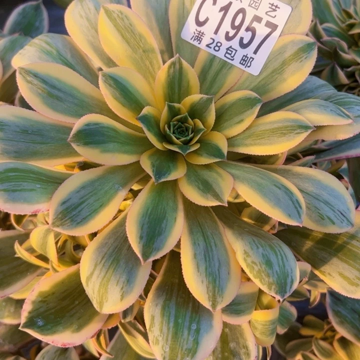 ?****1957多肉植物法师法师