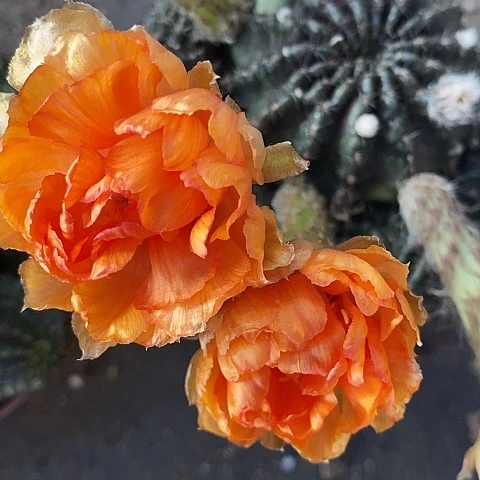 28牡丹仙人球3467788