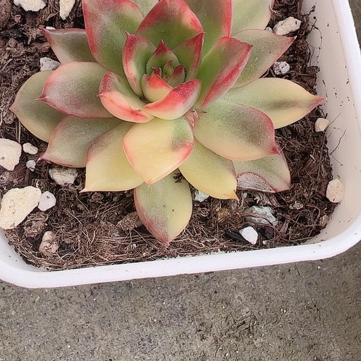 呵*多肉植物多肉植物