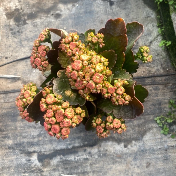 牡丹台长寿室内盆栽