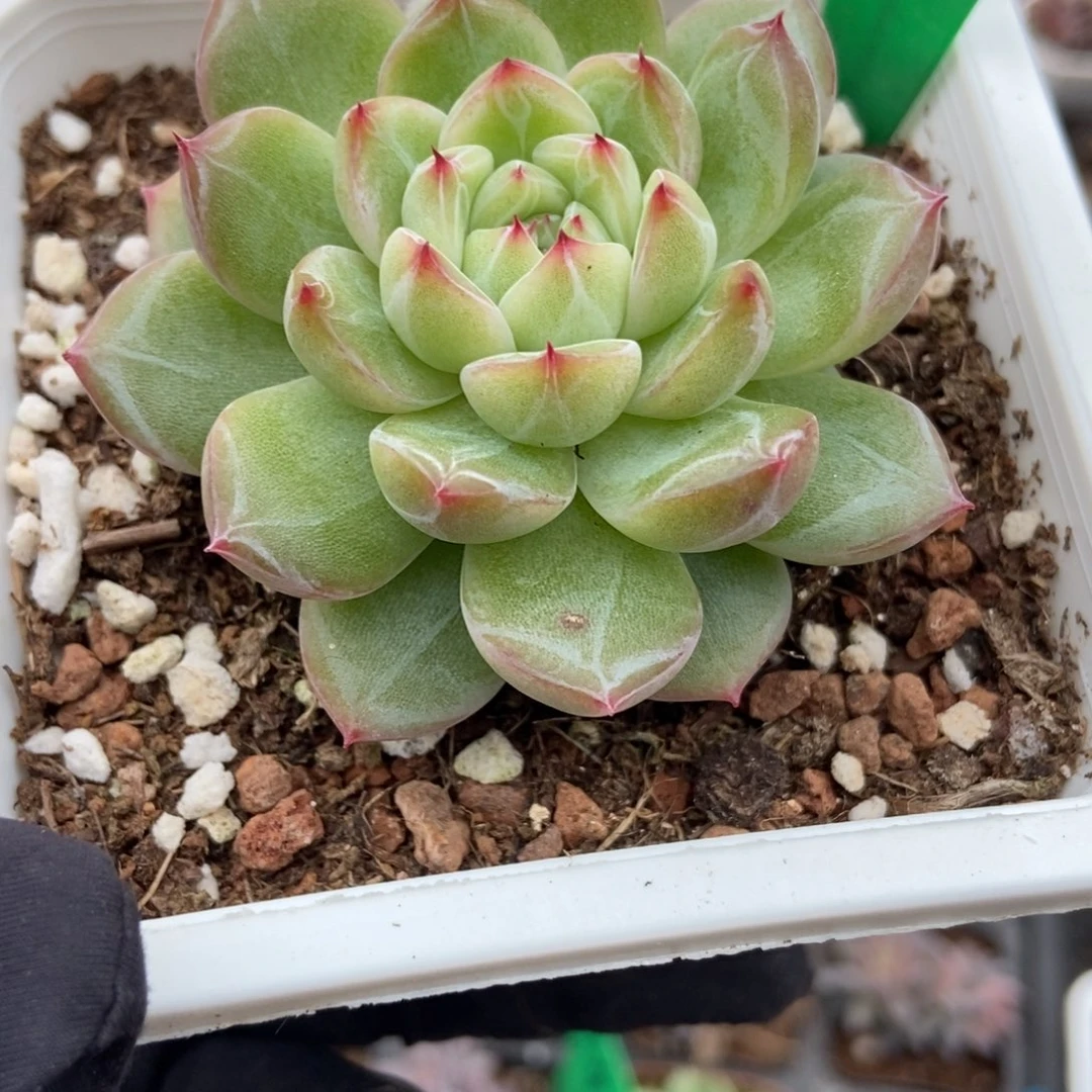063雪花珍妮多肉植物