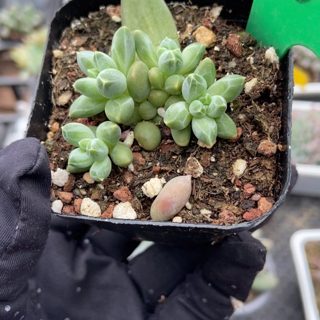 3162三色美人多肉植物