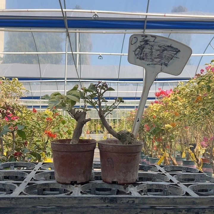 当前无花栽培后可以开花 金边黄掌中宝 蓝月亮掌中宝 027