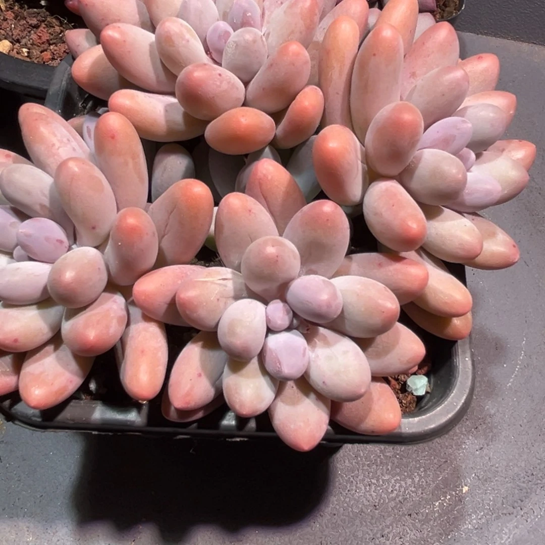 .**o一物一拍，寄养