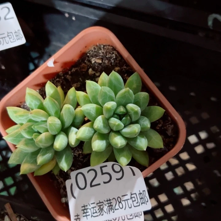 幸运的是我还没遇到