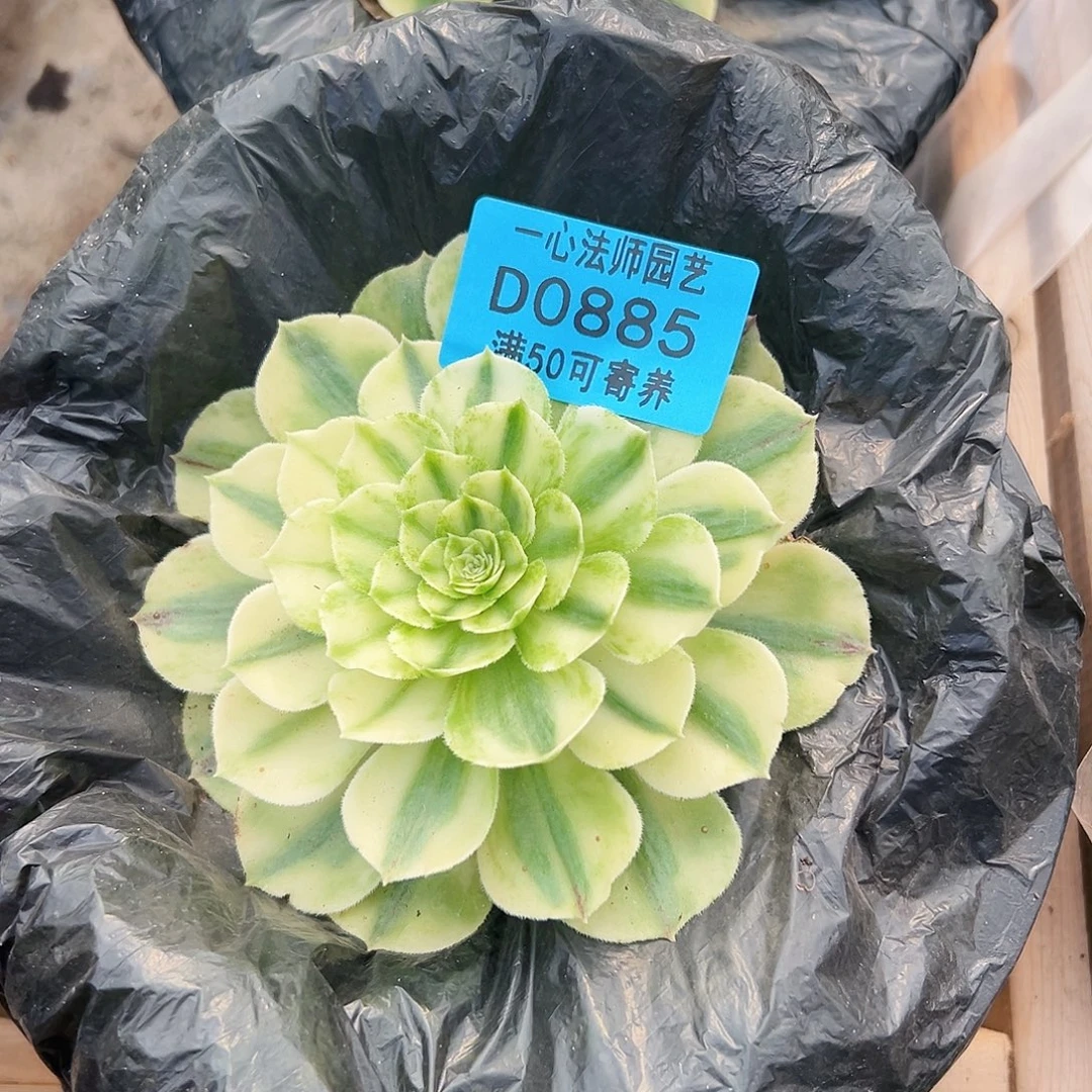 白雪公主885多肉植物多肉植物