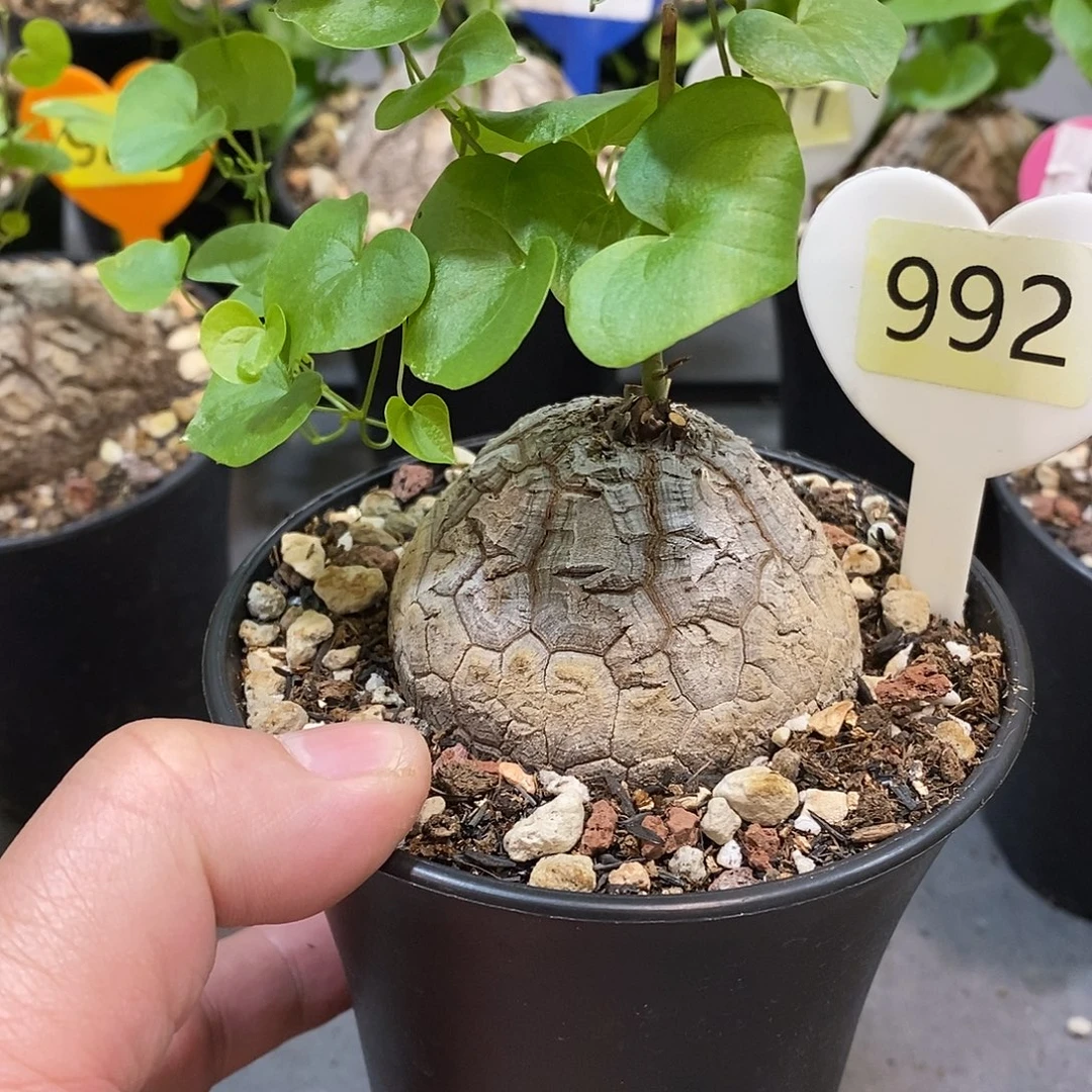 南非龟甲龙龟甲龙