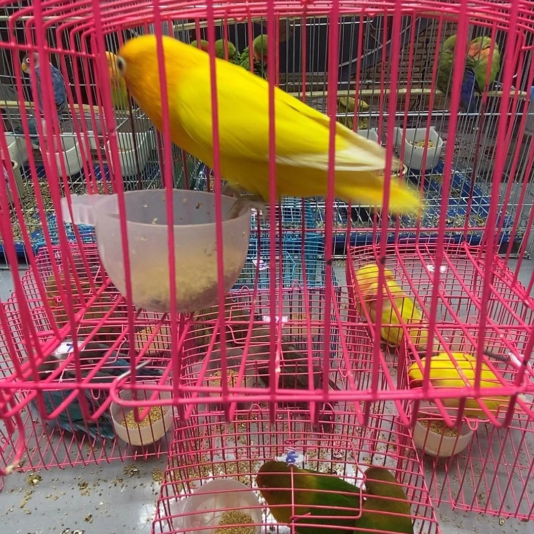 刘***文桃脸牡丹鹦鹉黄金色一只