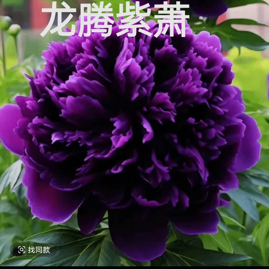 （顺丰包邮）重瓣大花牡丹花苗耐寒好养