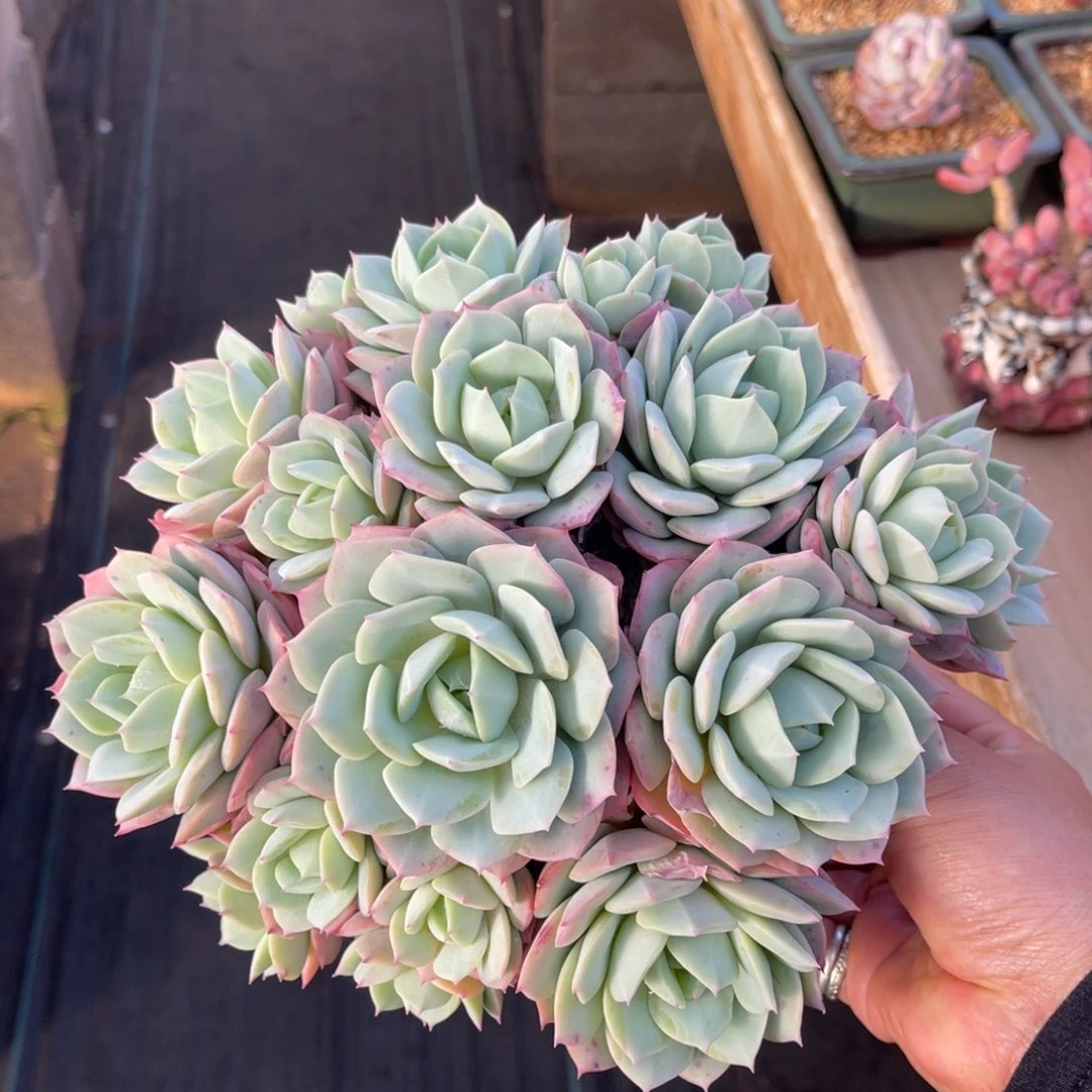 恋曲 一物一拍不支持退换