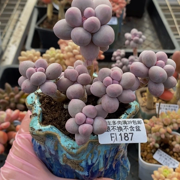 香水手指奶10cm187多肉植物