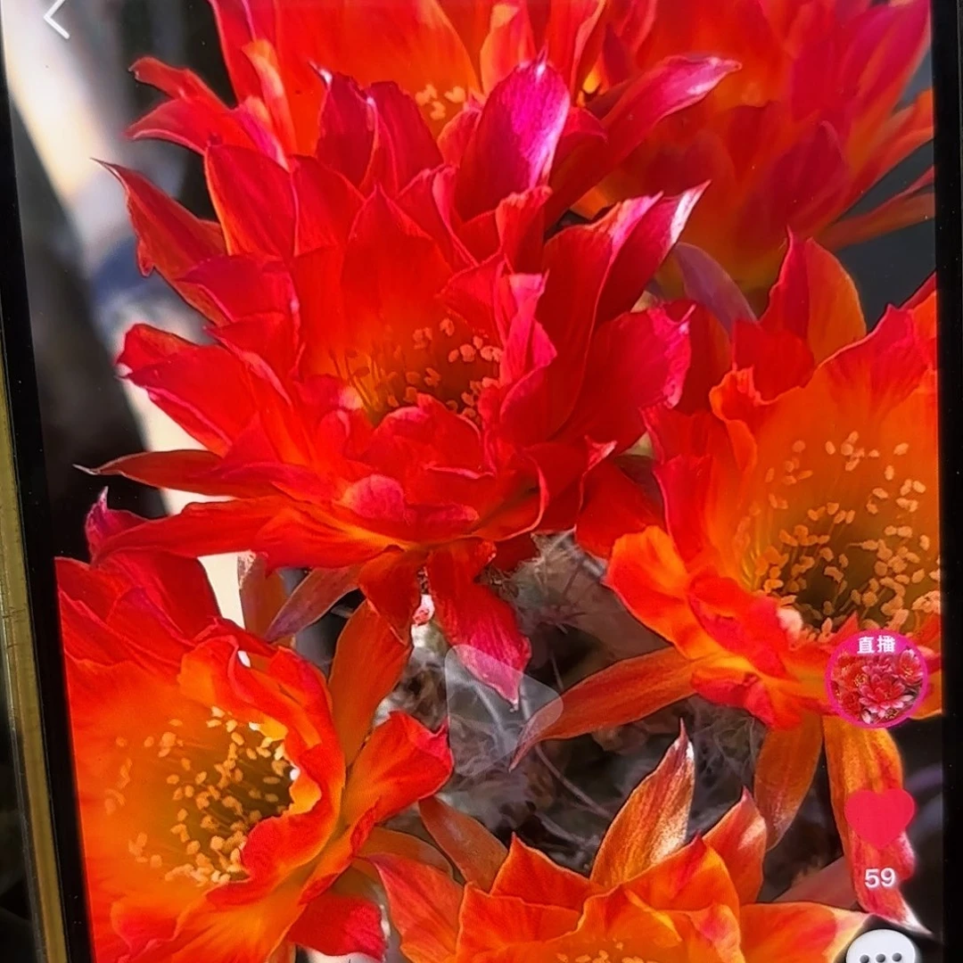 笑脸彩侧牙20包邮14