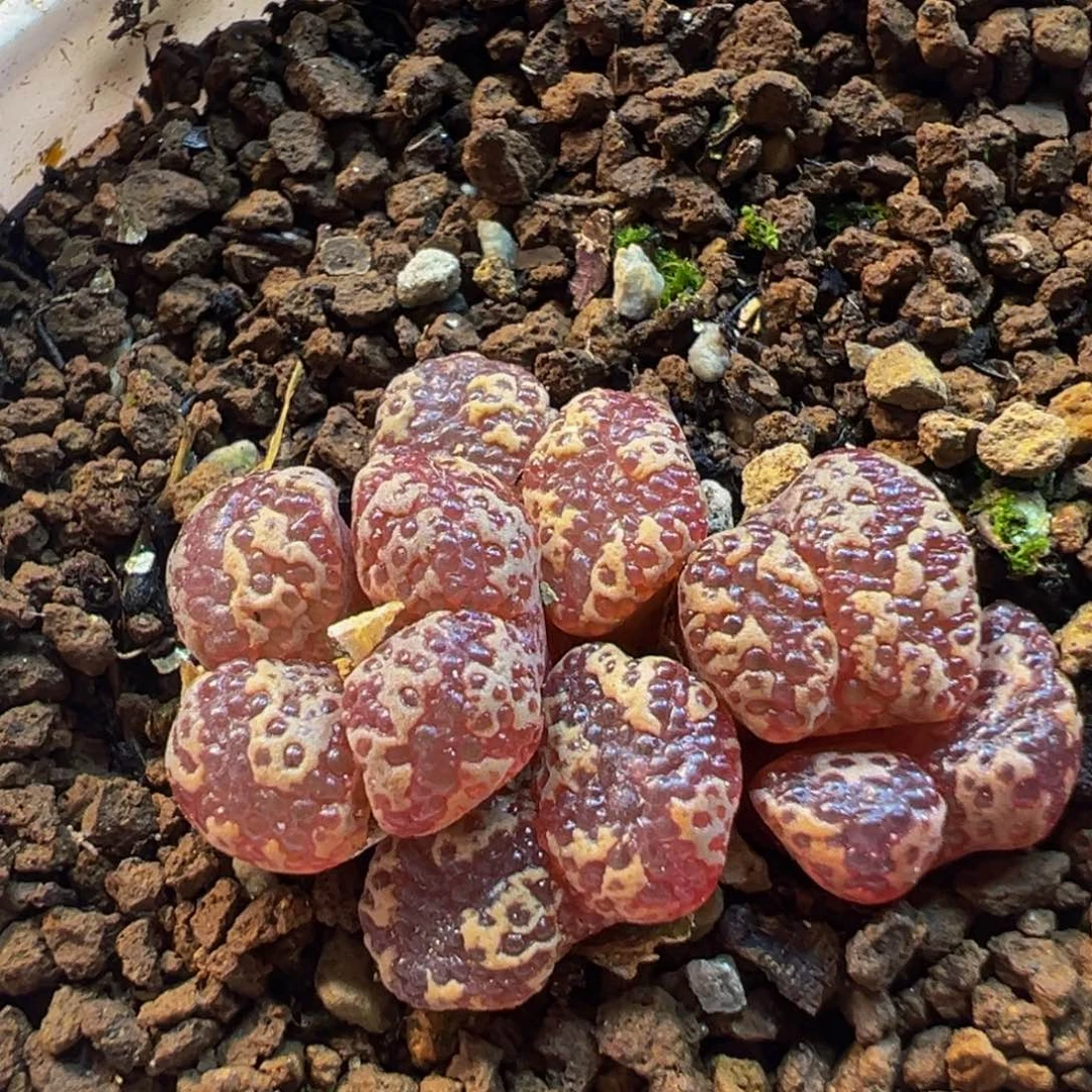 89多肉植物百科植物