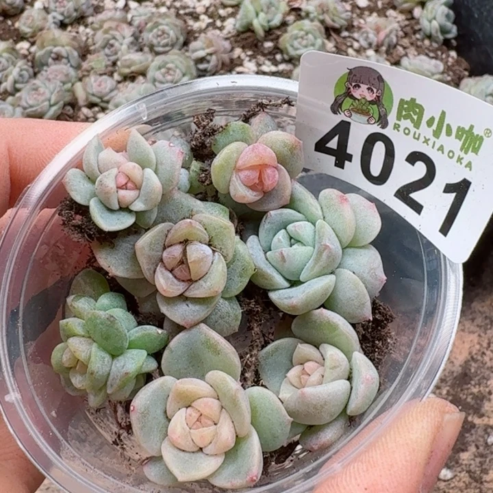 多肉植物多肉植物