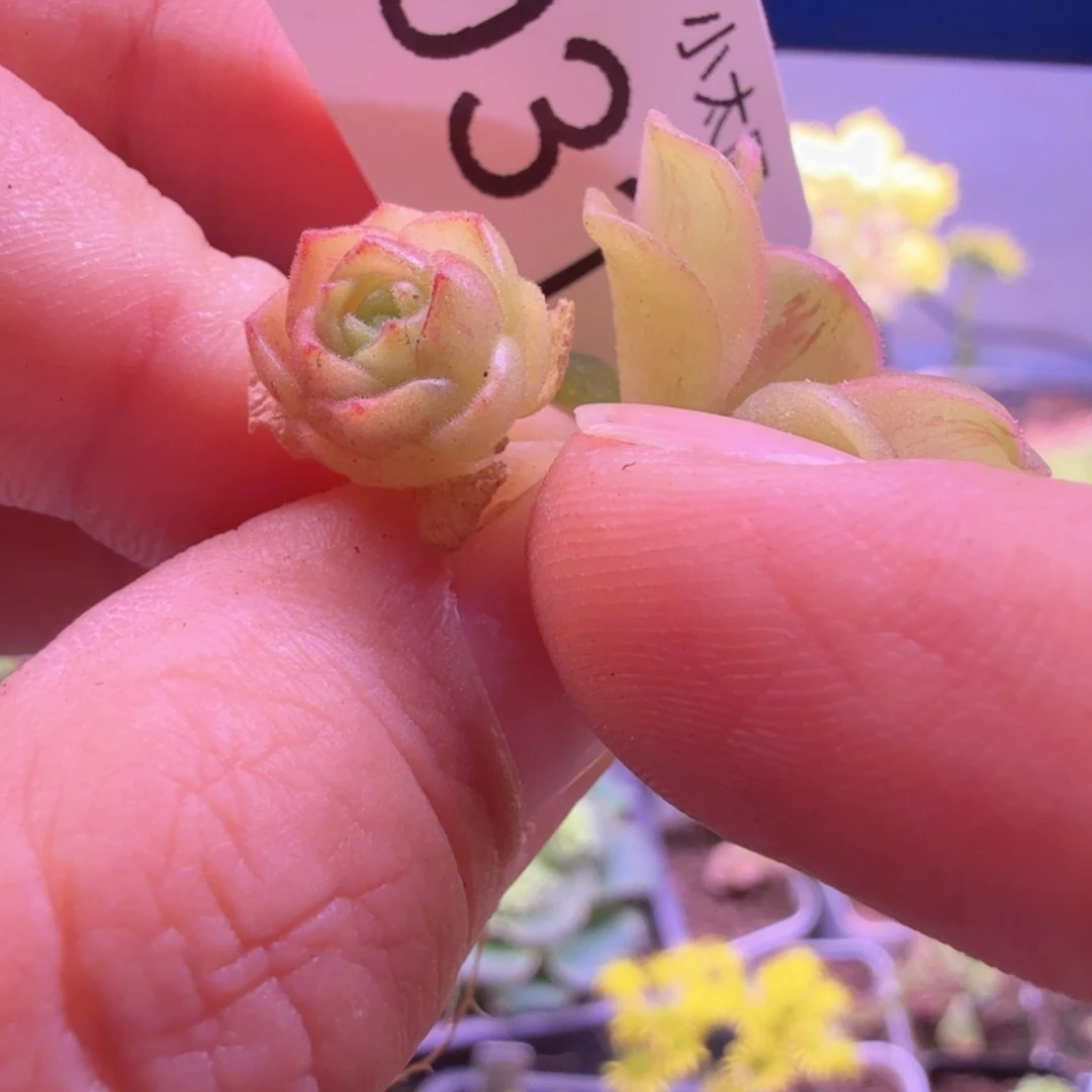山地玫瑰。 31。