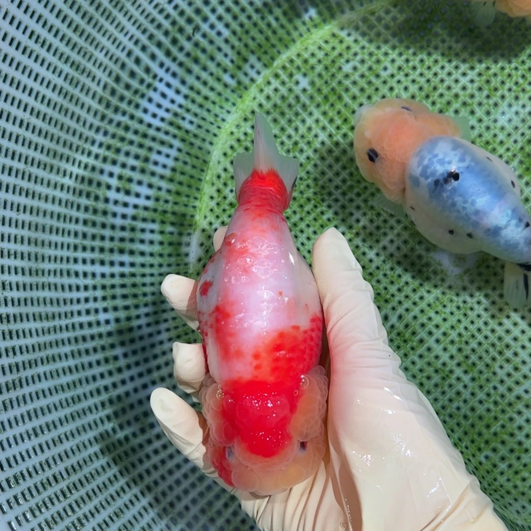 金鱼买够三条顺丰包邮陆运