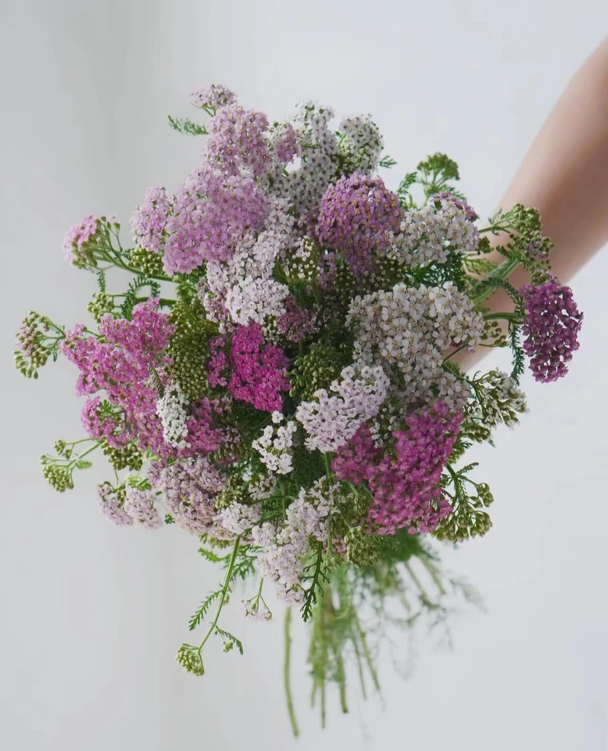 【咖喱花】10枝鲜花云南冷链直发现采现发家用鲜花