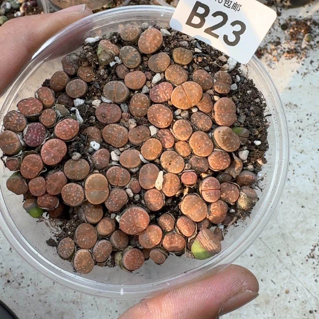 B23。 彩色橄榄。好漂亮一盒