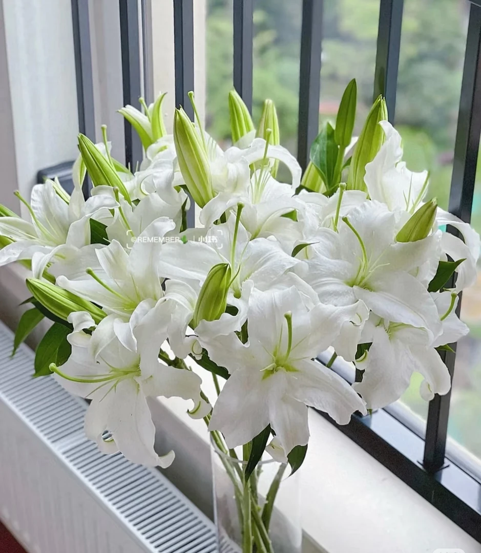 【新疆包邮】5枝10朵白色香水百合