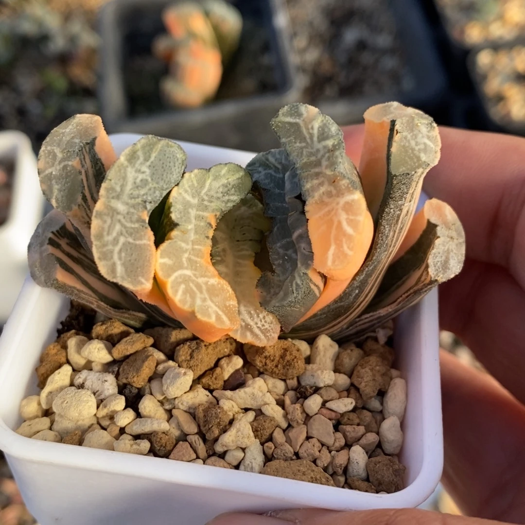 一颗实生玉扇锦 开播福利