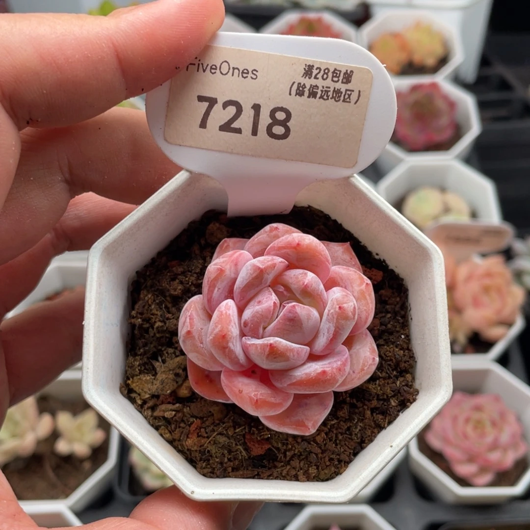 冰橙7218-4.5厘米