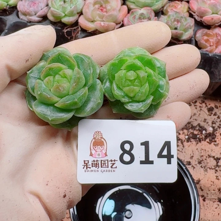 多肉植物多肉植物