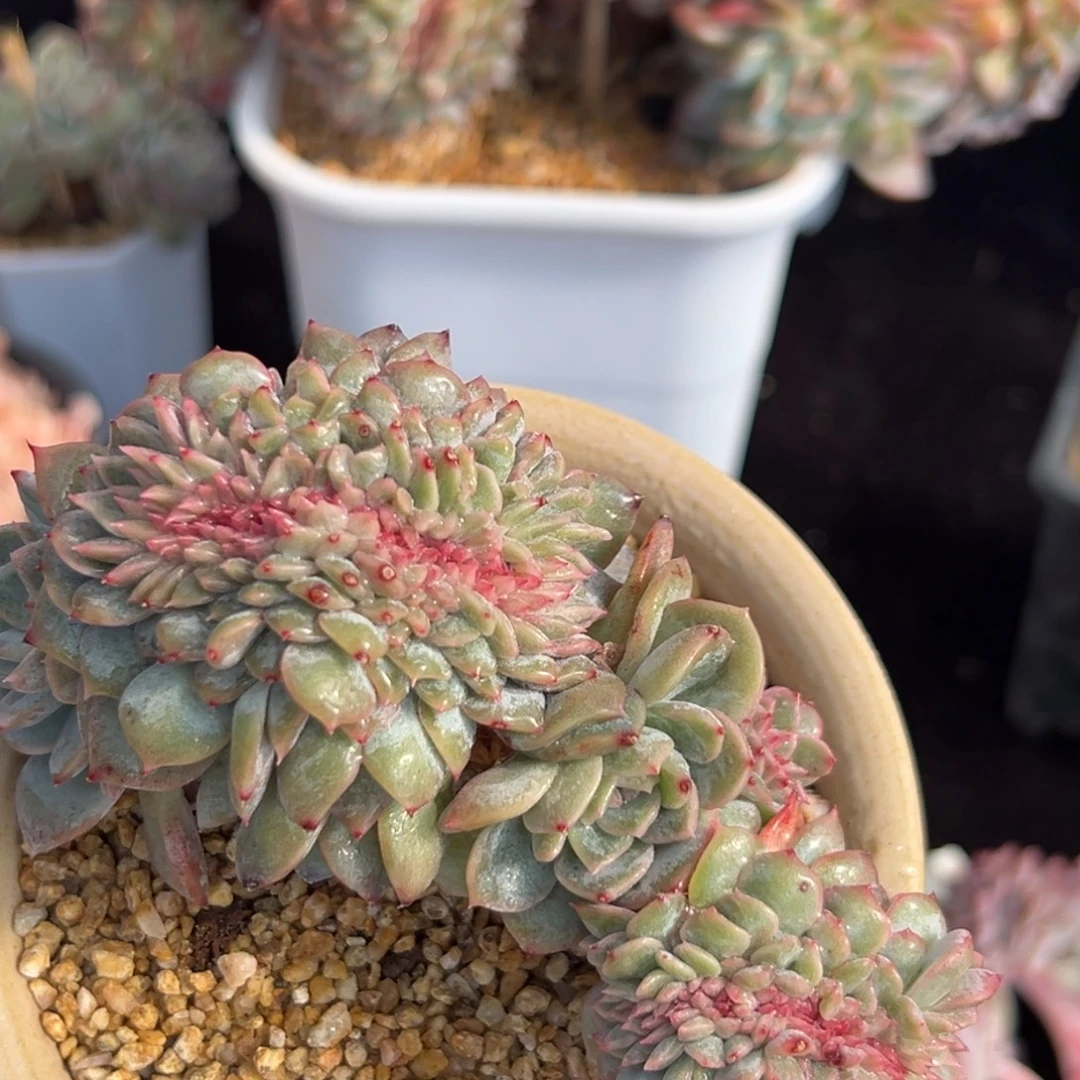 新年快乐 新年快乐