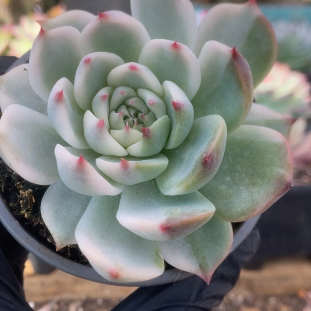 634锦锦锦锦锦锦锦