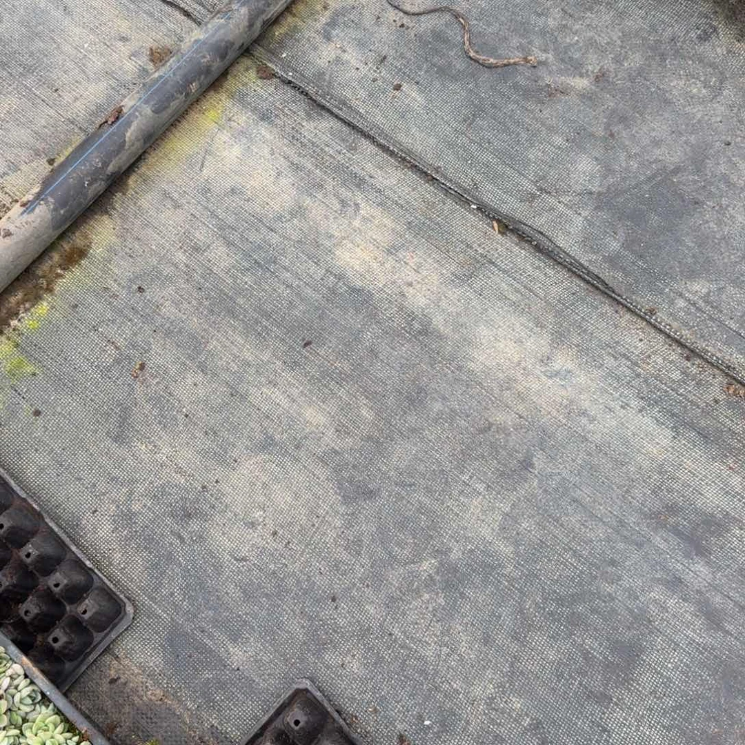 珍妮种子五十量拍