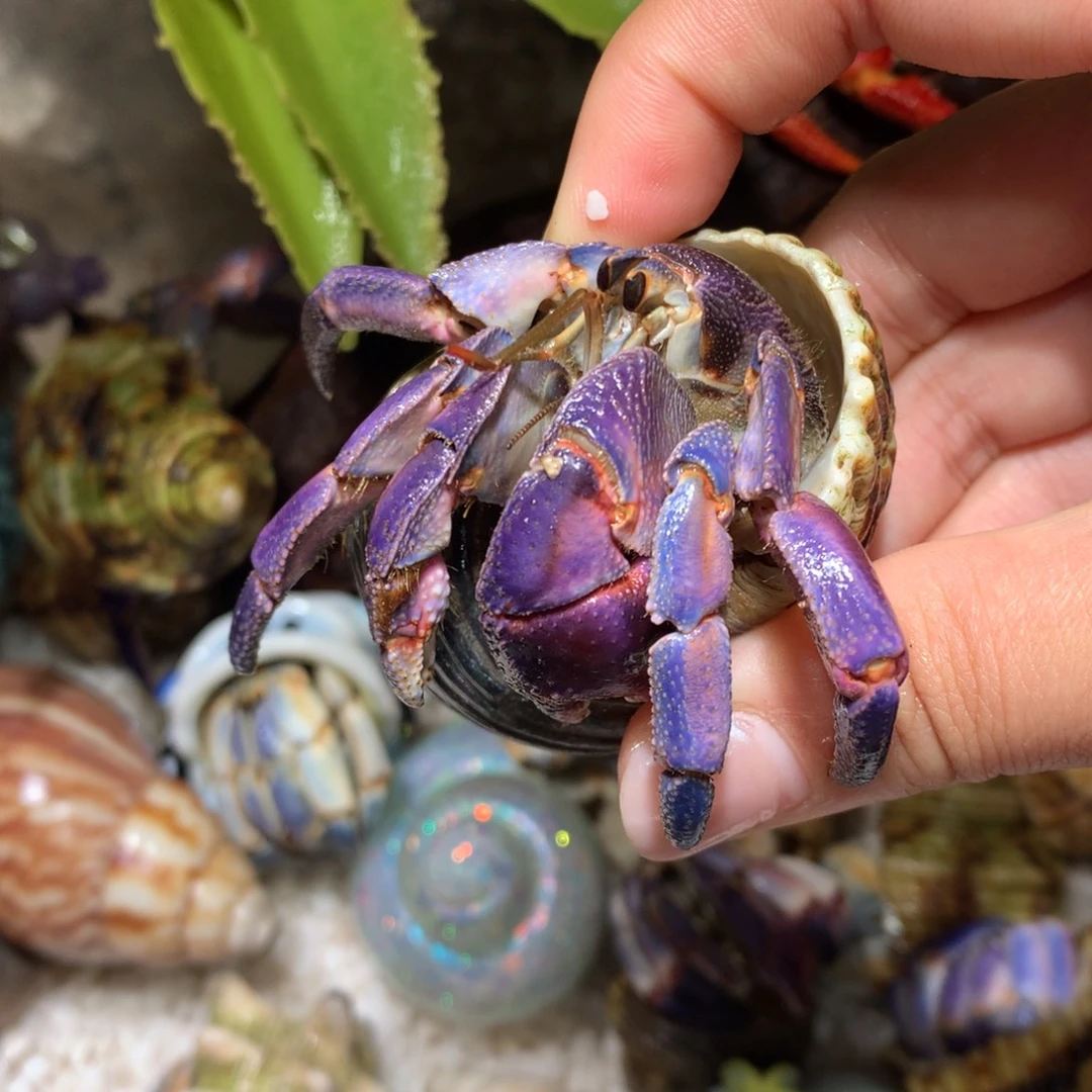 2.8 寄居蟹出售，不退不换7号