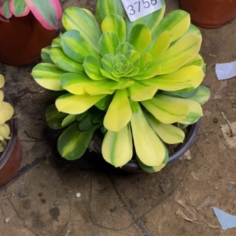 五彩多肉植物3758