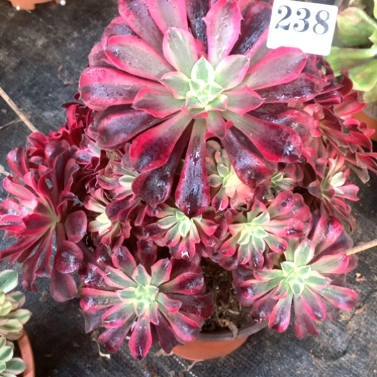 多肉植物美度纱238
