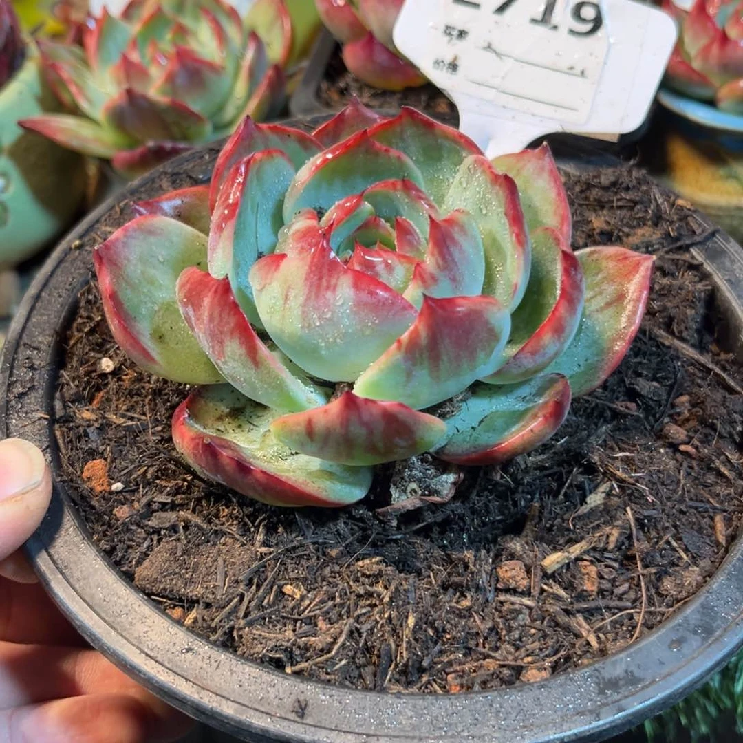 惊鸿一瞥719号楼