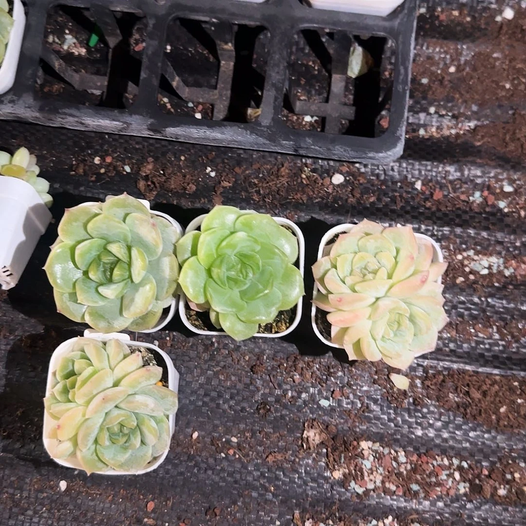 大谪仙中盆8号床盆一个满25包邮