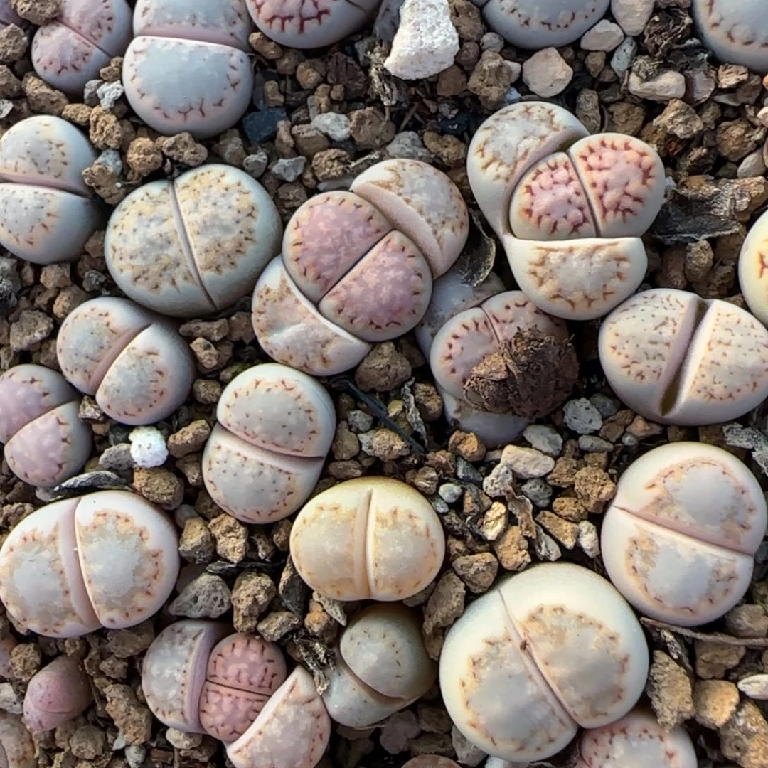 005饼干可挑大棚直播