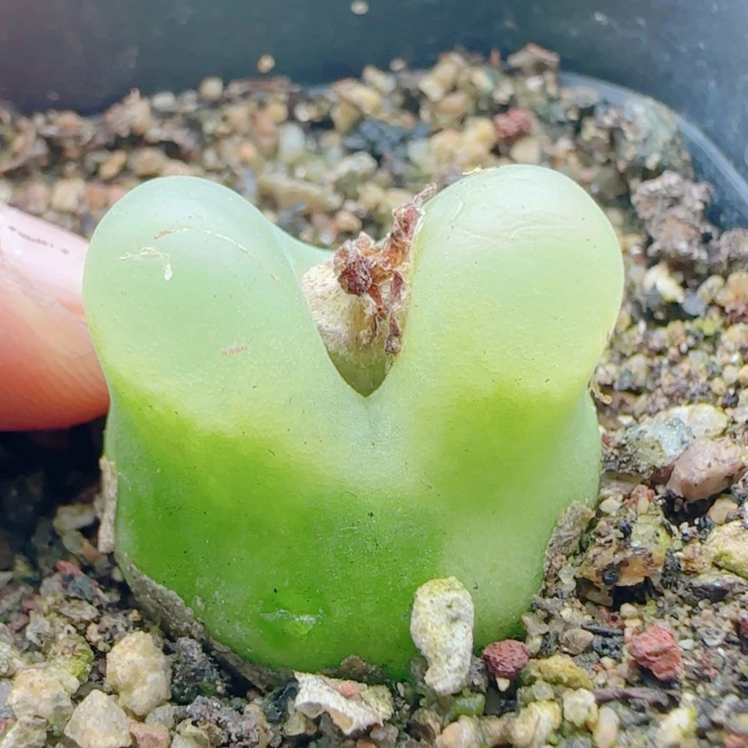 【闪购商品】2.5毛21196