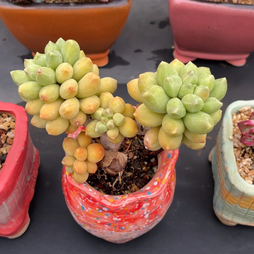 千代田之松老桩群生