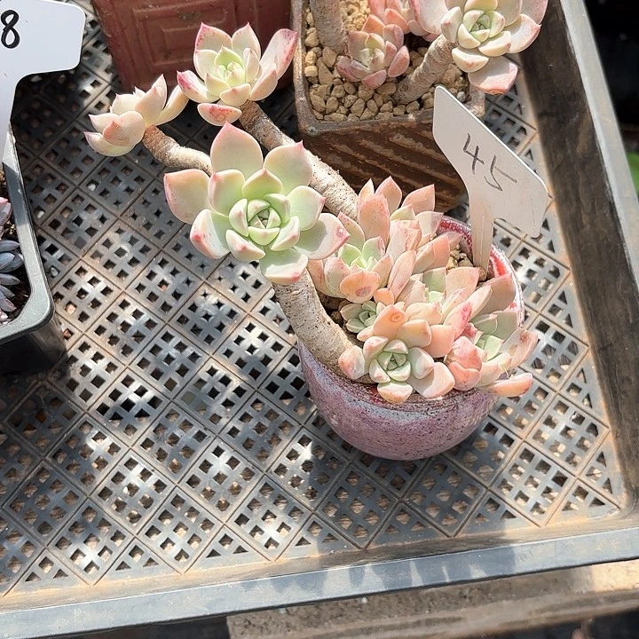 多肉植物，红粉佳人45号