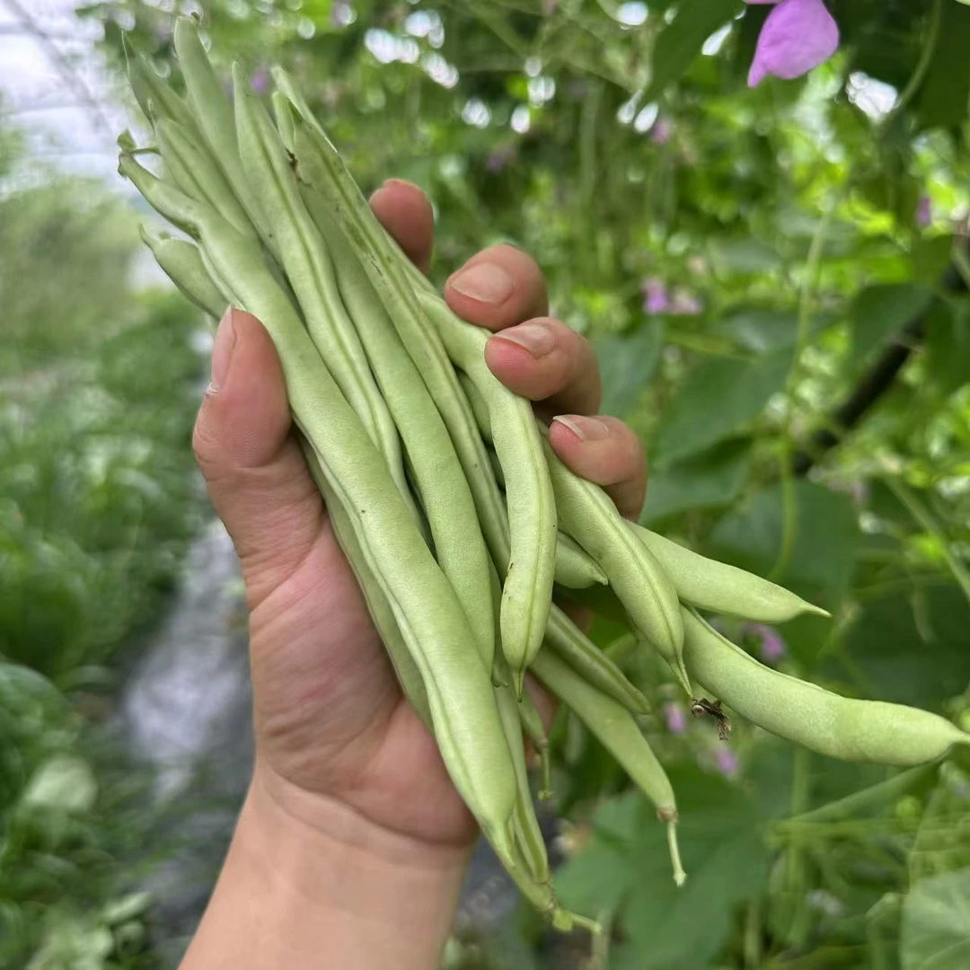 【四季豆】 湖南露天农家老品种张家界 桑植 本地