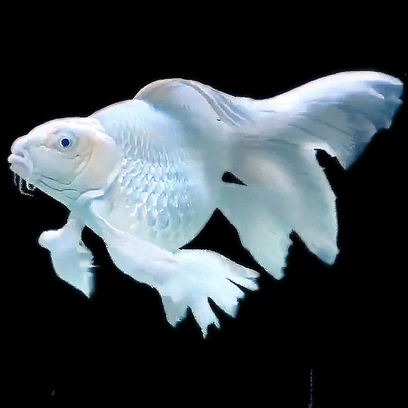 墨蝶，红色蝴蝶鲤，重金属熊猫蝴蝶鲤，黄色蝴蝶鲤，白色蝴蝶鲤