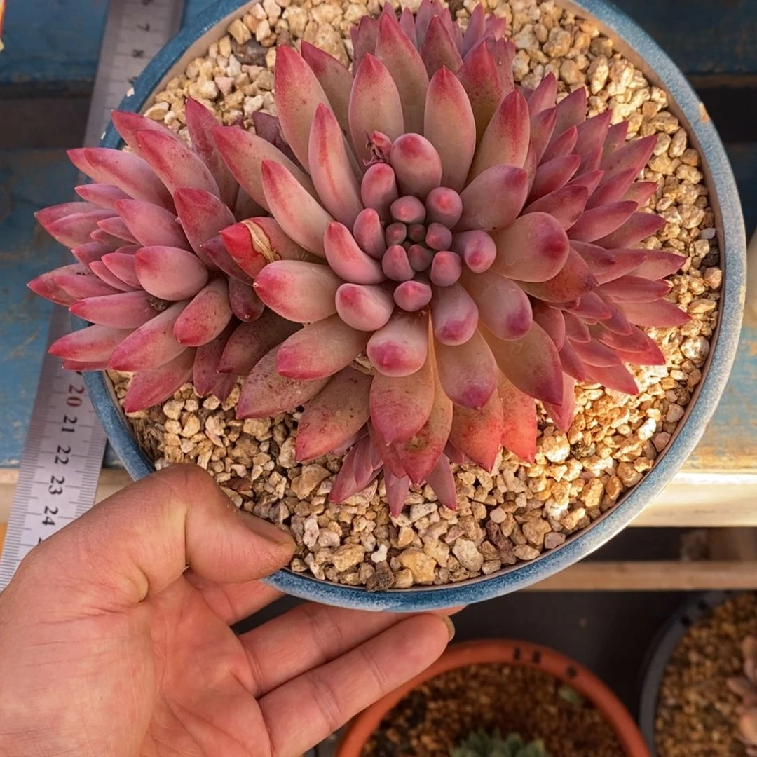 多肉植物一物一拍