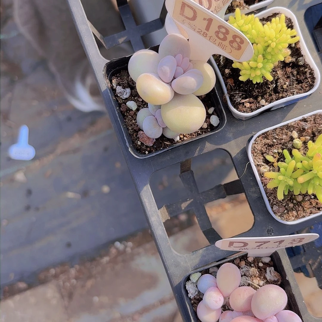 冰***?D188水光针一物一拍