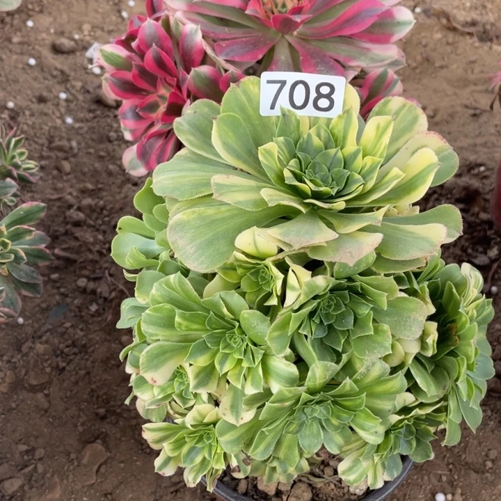 无花朵708组合无售后植物