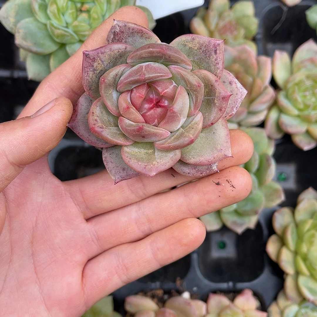 多肉一物一拍11-157